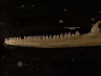 Media type: image;   Herpetology R-132042